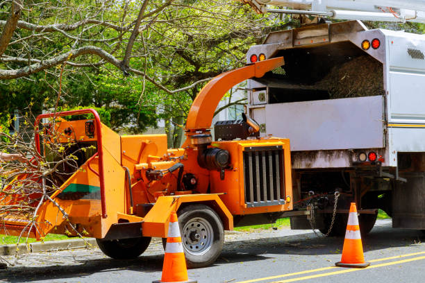 Trusted Green Cove Springs, FL Tree Care Services Experts